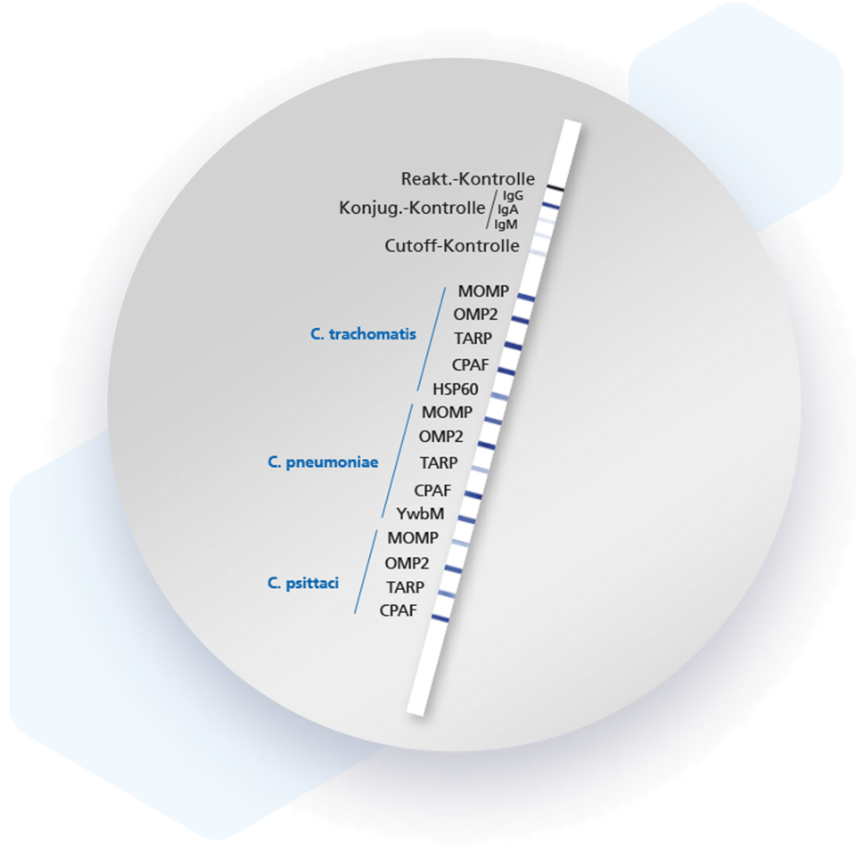 Mikrogen: recomLine Chlamydia IgG